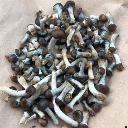 Psilocybe Baecoystis for sale