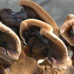 Black Reishi mushroom