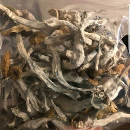 Buy Psilocybin for therapy