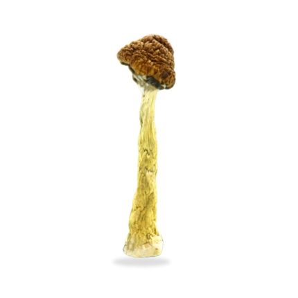 Buy Florida White Magic Mushrooms Online USA