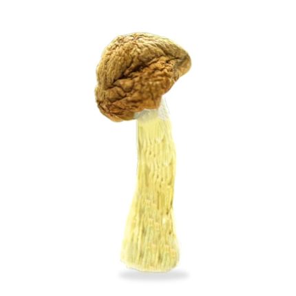 Buy Penis Envy Mushroom Online USA