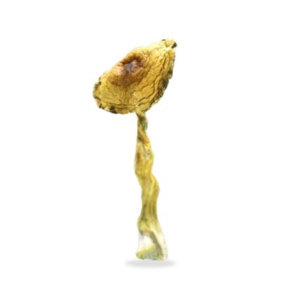 Buy Texas Penis Envy Mushrooms Online USA