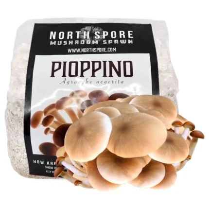 oyster Mushroom Grain Spawn