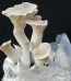 Oyster mushroom for sale