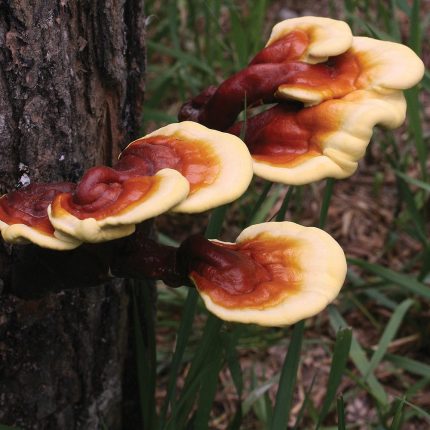 buy red Reishi mushroom