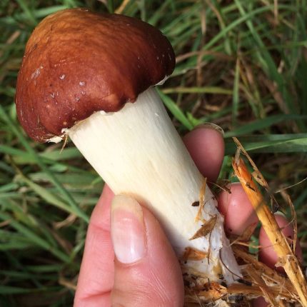 Wine Cap mushroom