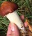 Wine Cap mushroom