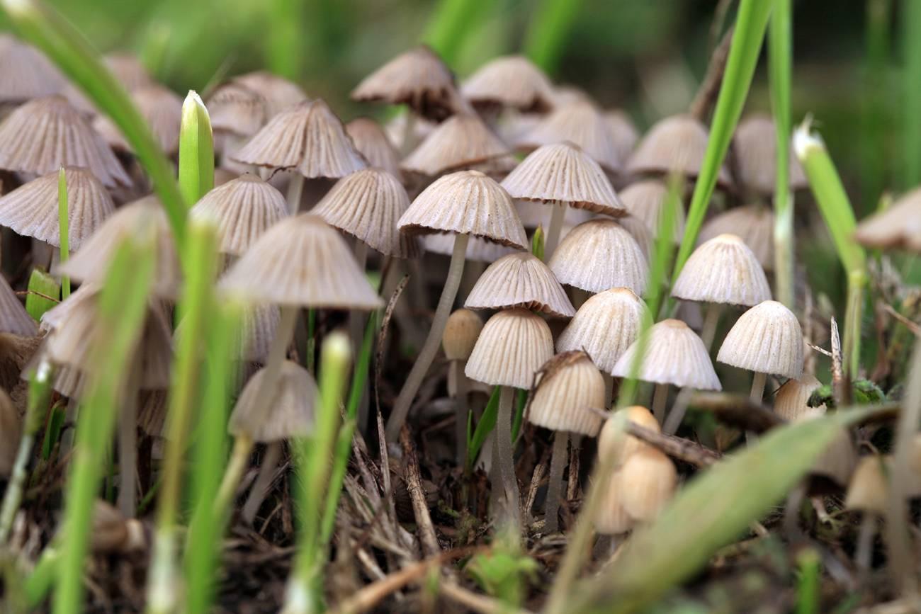 psilocybin for depression