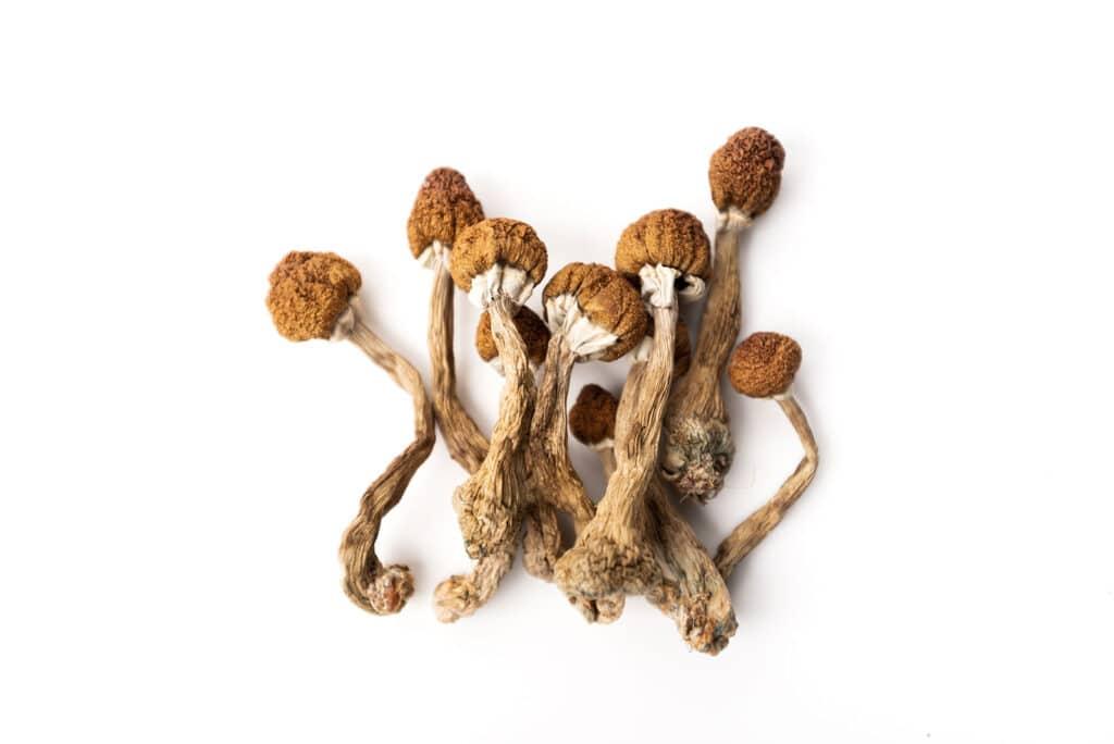 psilocybin treatment
